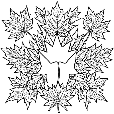 Simple Maple Leaf With Bold Outlines coloring page variation 5