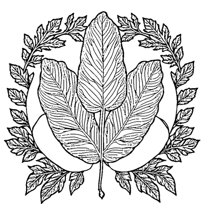 Simple Oak Leaf With Acorn