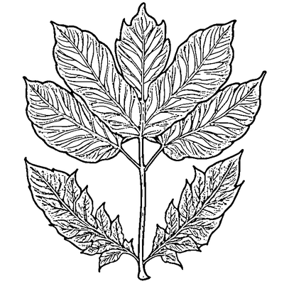Simple Oak Leaf With Acorn coloring page variation 2