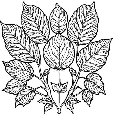 Simple Oak Leaf With Acorn coloring page variation 3