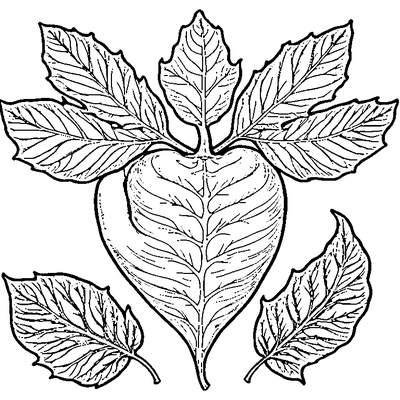Simple Oak Leaf With Acorn coloring page variation 4