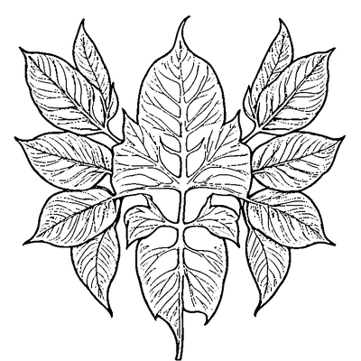 Single Leaf With Visible Veins Printable
