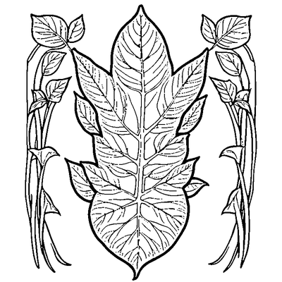 Single Leaf With Visible Veins