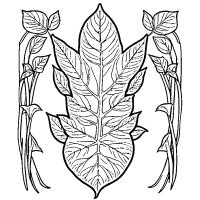 single leaf with visible veins coloring pages
