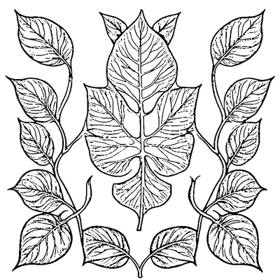 Single Leaf With Visible Veins coloring page variation 2