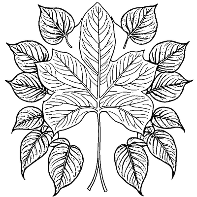 Single Leaf With Visible Veins coloring page variation 3