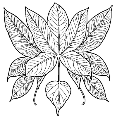 Single Leaf With Visible Veins coloring page variation 5