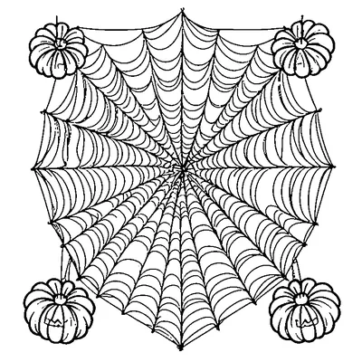Spider Web With Small Spider