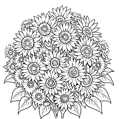 sunflower with a round center coloring pages