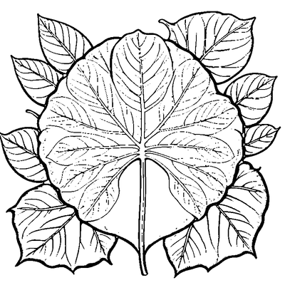 Sycamore Leaf With Veins coloring page - free printable