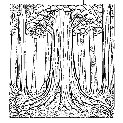 tall redwood tree coloring pages