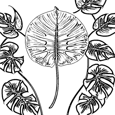 Tropical Monstera Leaf With Splits