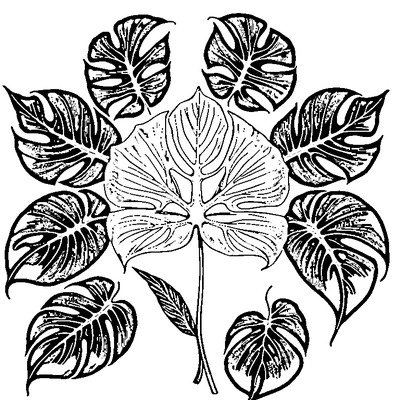 Tropical Monstera Leaf With Splits coloring page variation 4