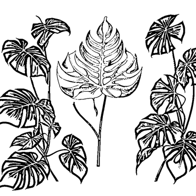Tropical Monstera Leaf With Splits coloring page variation 5
