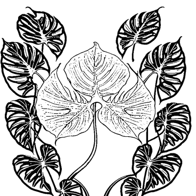 Tropical Monstera Leaf With Splits Coloring Page