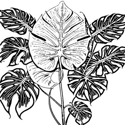 Tropical Monstera Leaf With Splits Design