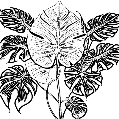 Tropical Monstera Leaf With Splits Design coloring page - free printable