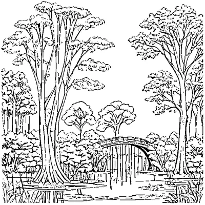 Weeping Willow Tree By A Pond